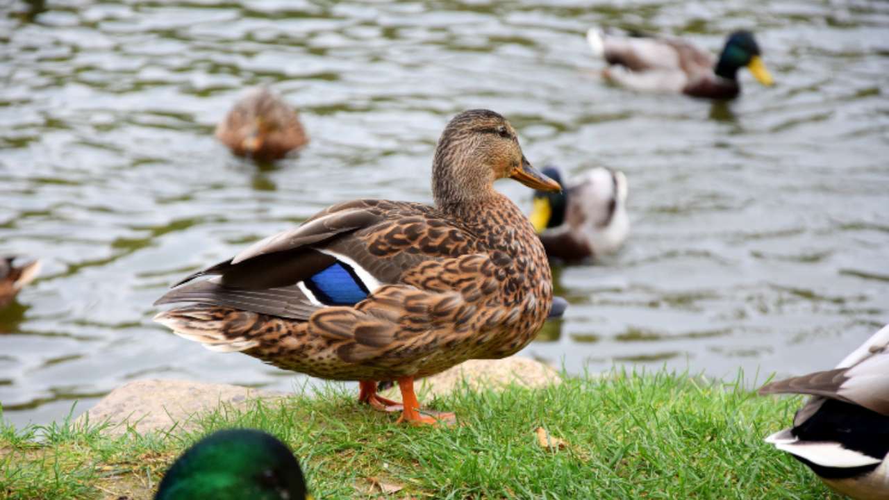 Anatra Rouen: specie ornamentale rara da cortile e da giardino