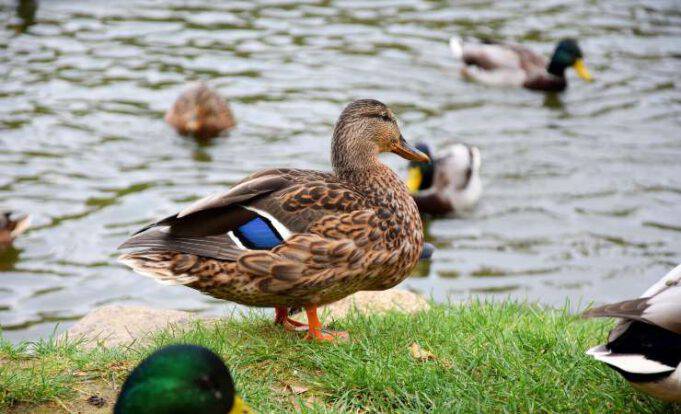 L Anatra Anatra Rouen: specie ornamentale rara da cortile e da giardino
