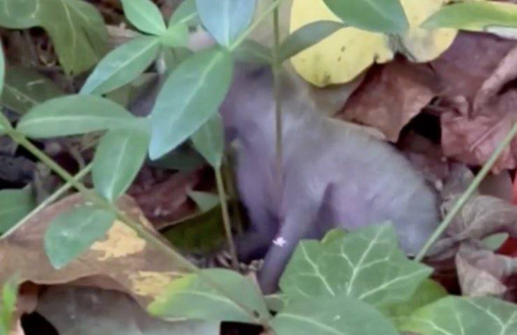 cane cucciolo misterioso foglie 