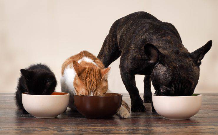cibo per cani e gatti