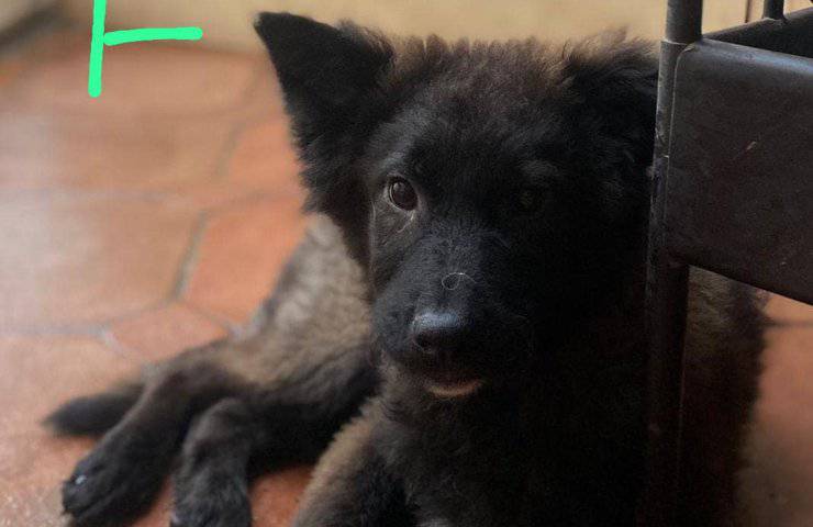 cagnolina nera napoli