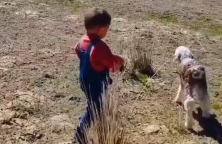 Bambino aiuta agnello a ritrovare mamma