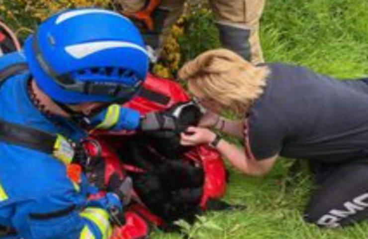 Cane cade dalla scogliera soccorritori fanno di tutto per portarlo in salvo