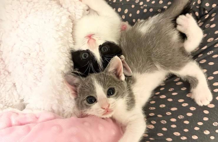 gatitos inseparables