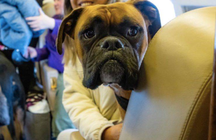 cane boxer seduto aereo