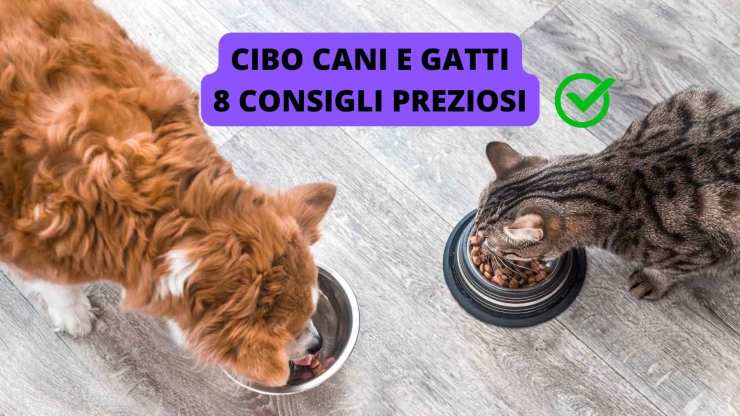 cane e gatto cibo 