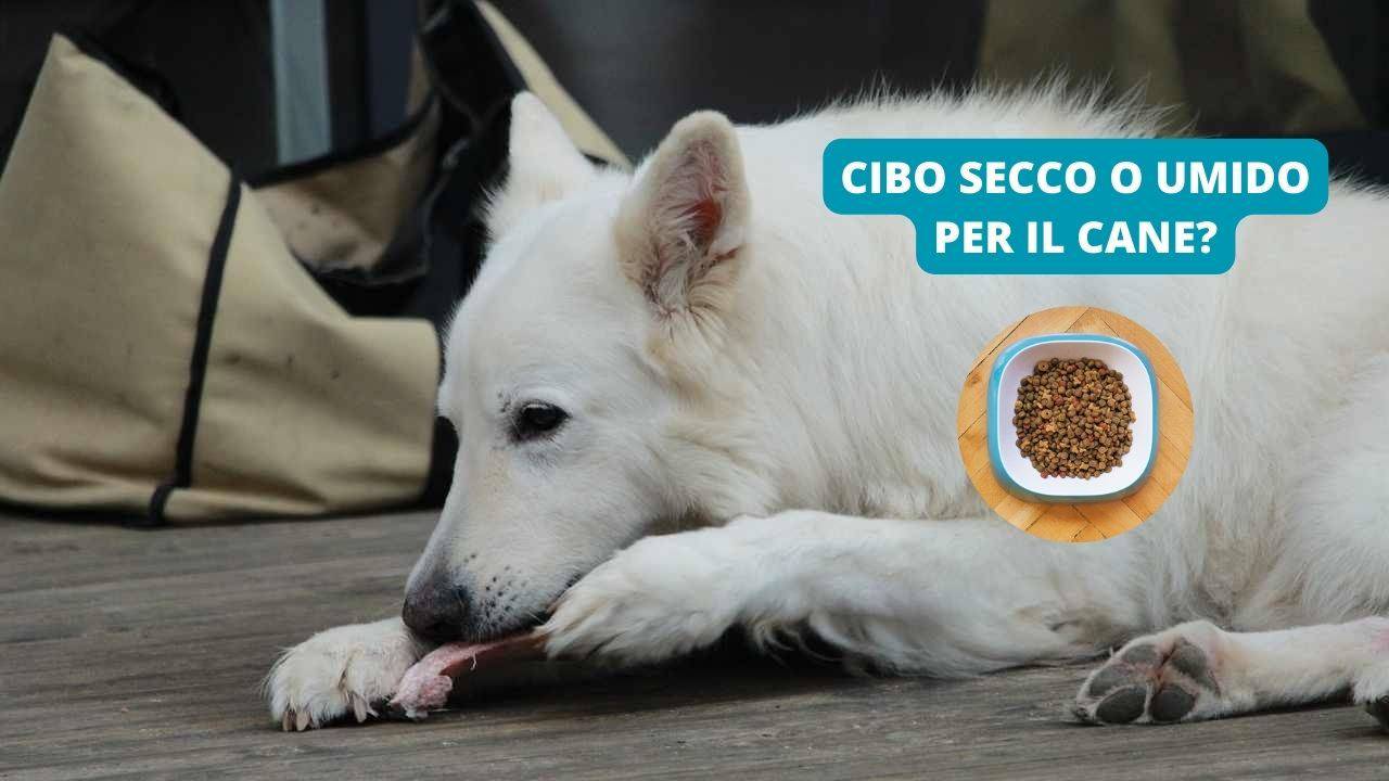 bentelan cane 5 kg dosi