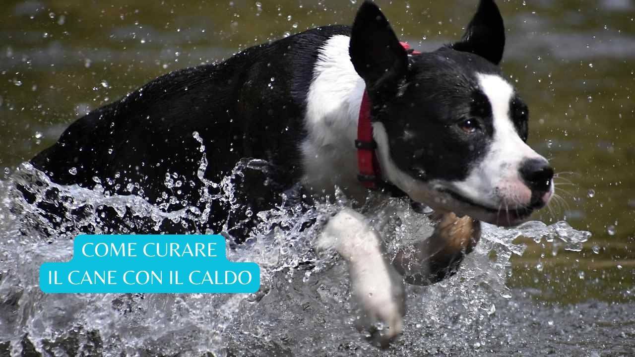Come curare il cane quando fa caldo 10 consigli utili per la bella
