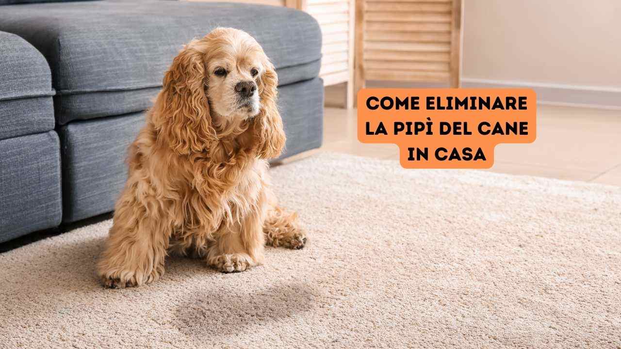 7 consigli super efficaci per eliminare la pipì del cane e il suo odore