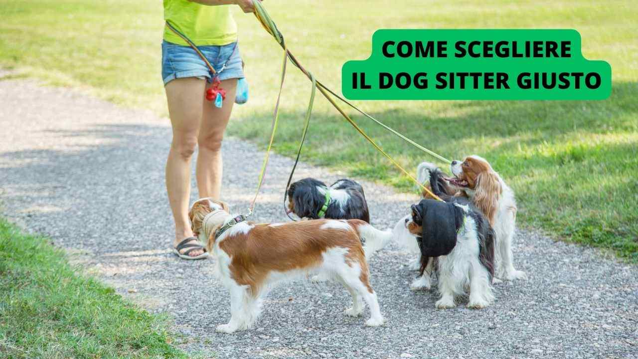 Stai cercando un dog sitter? Ecco come scegliere il professionista giusto