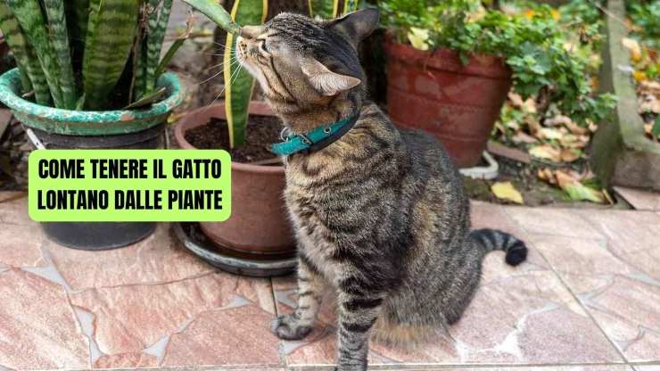 Gatto vicino ad una pianta 