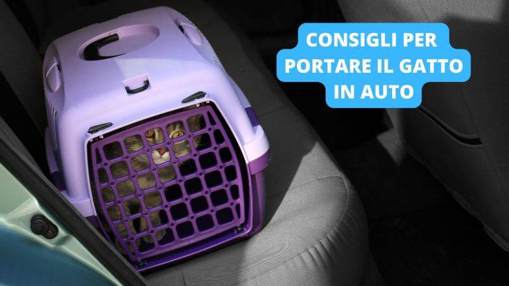 gatto nel trasportino 