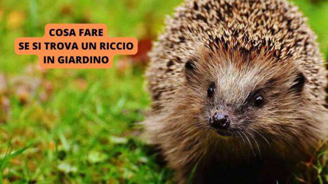 Cacca Riccio Cosa fare se si trova un riccio in giardino: chi chiamare e come ...