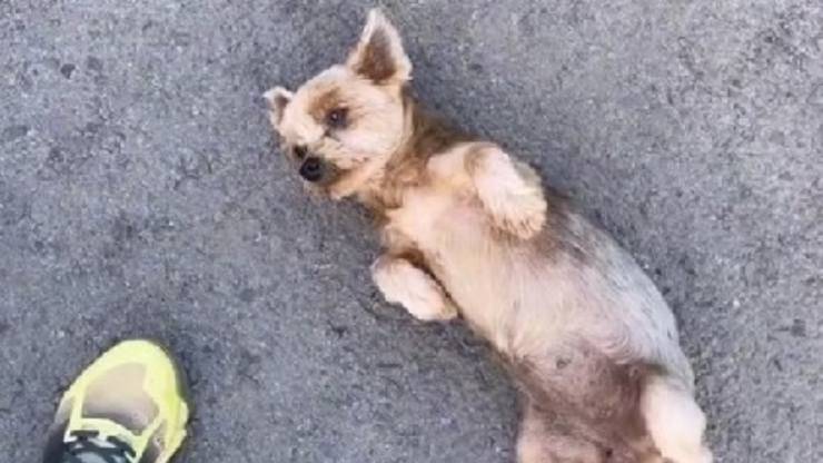 cagnolina trovata in strada