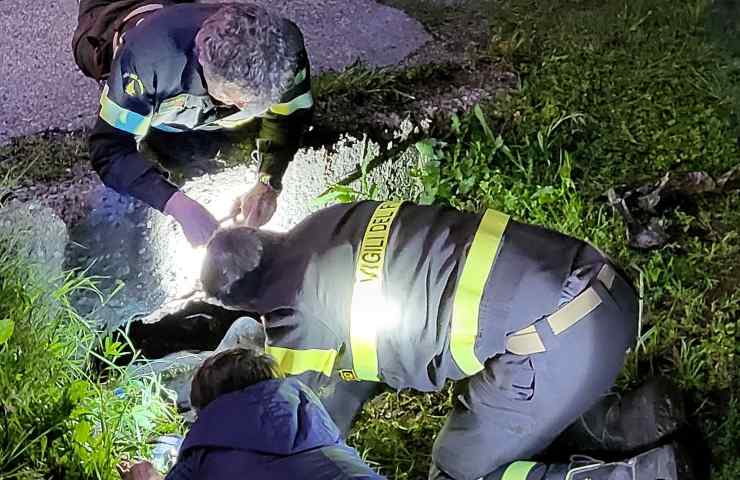 gatto intrappolato canale di scolo