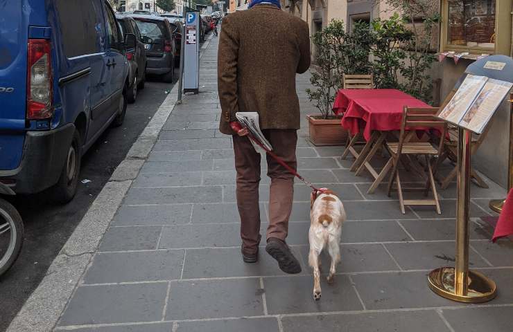 perro de paseo 