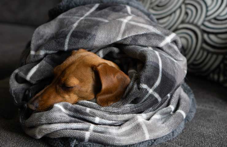Cane al caldo nella coperta