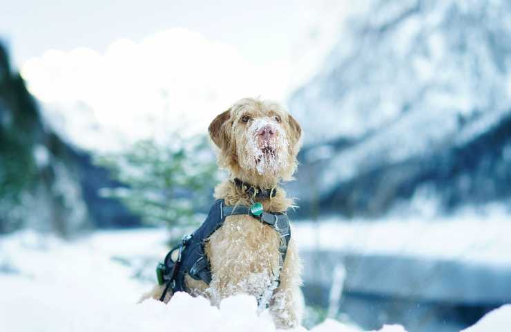 Cane al freddo