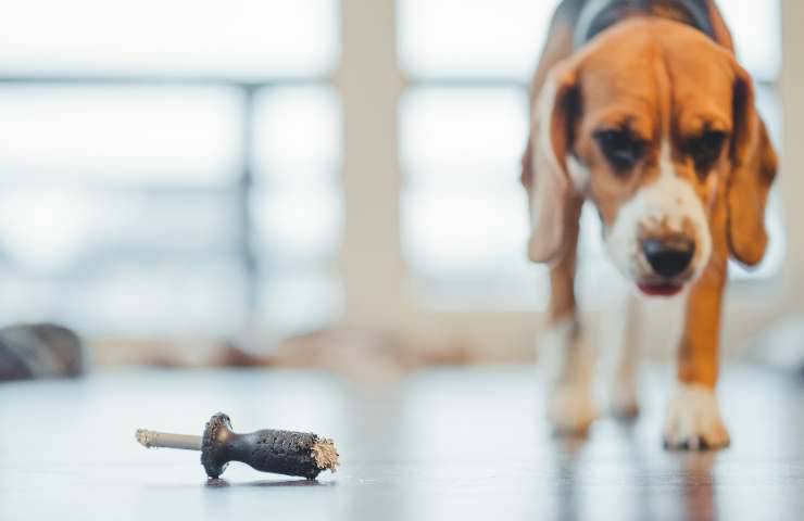 Cane cammina lentamente