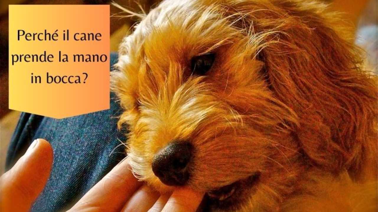 Perché il cane prende la mano in bocca? I motivi del comportamento
