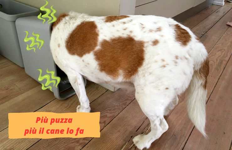 Cane con la testa nel bidone