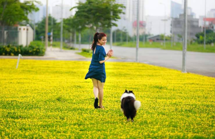 Cane corre nel prato 