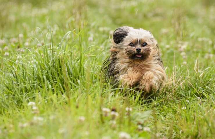 Cane corre nel prato