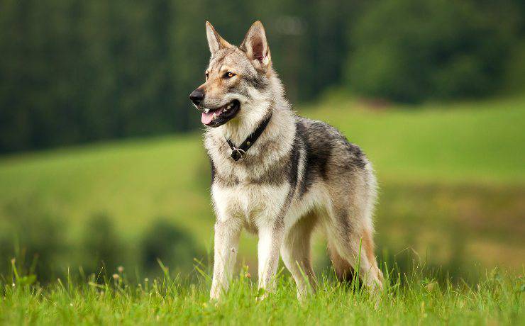 Cane da lupo cecoslovacco