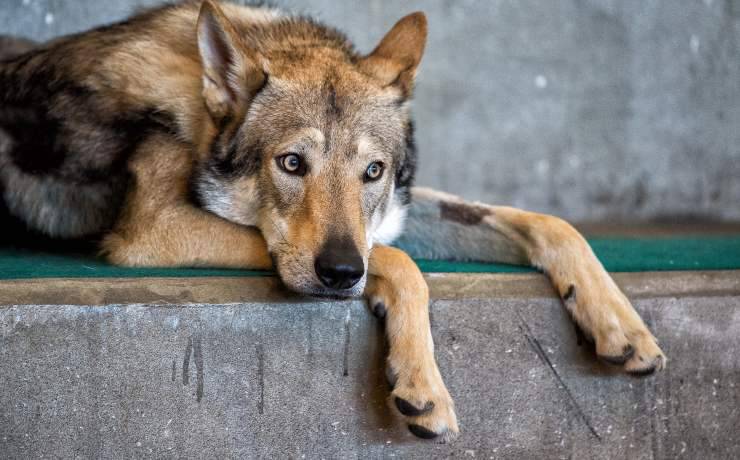 Cane da lupo cecoslovacco