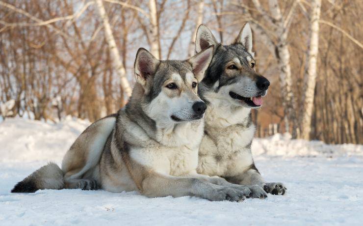 Due cani da lupo di Saarloos