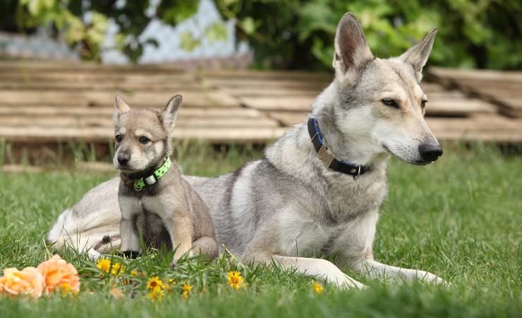 Cane da lupo i Saarloos e cucciolo