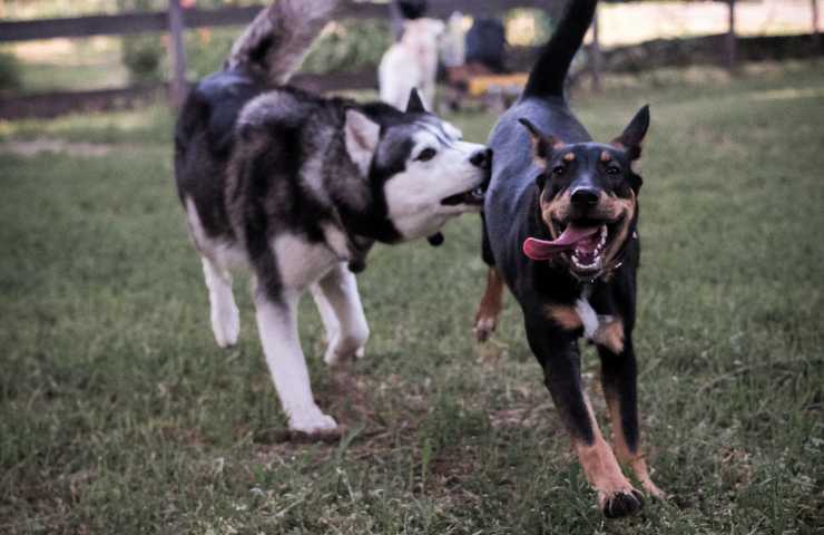 Cane di razza pura e incrocio