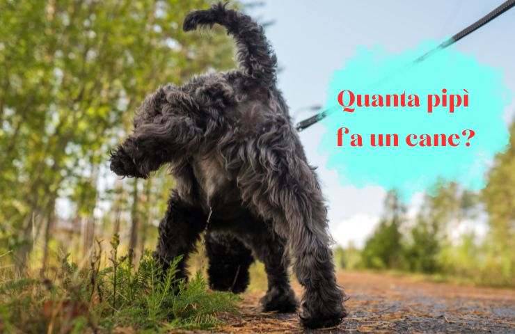 Cane fa la pipì