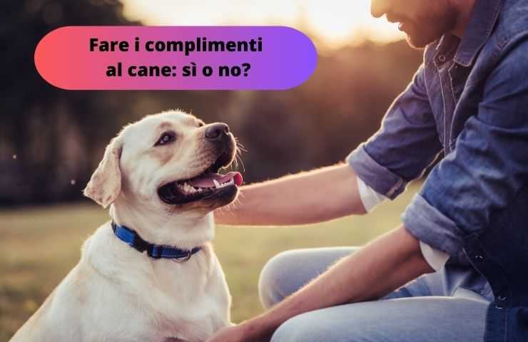 Cane felice 