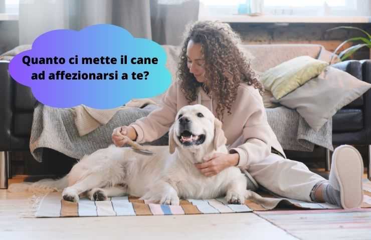 Cane felice 