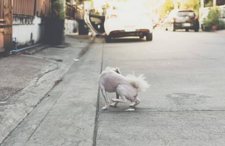 Cane femmina fa pipì per strada