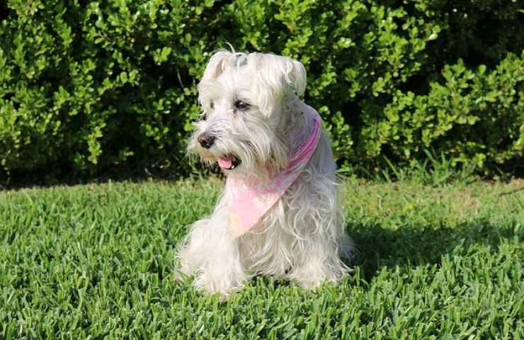 Cane femmina nel prato