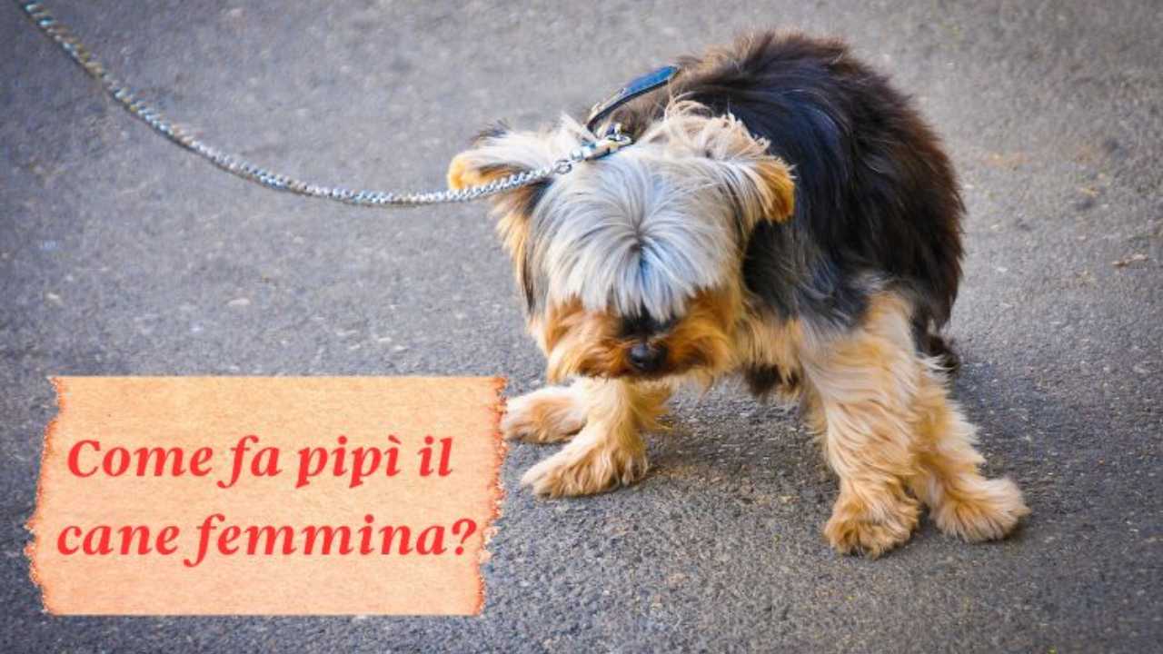 Come fa la pipì il cane femmina? Tutti i modi e i messaggi nascosti