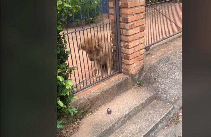 Cane gioca attraverso il cancello