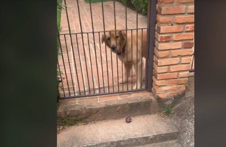 Cane gioca attraverso il cancello