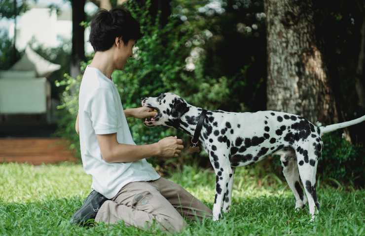 Cane gioca con la mano