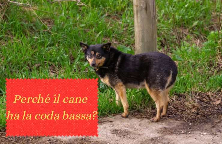 Fido con la coda abbassata