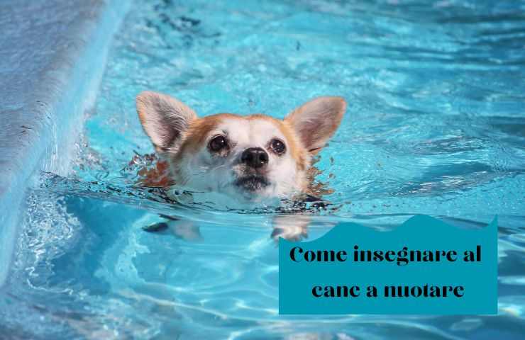 El perro se mueve en el agua.