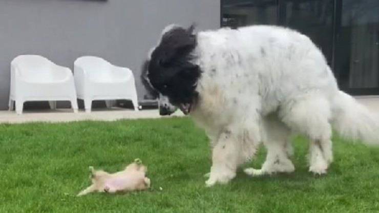 Perro conoce nuevo cachorro 