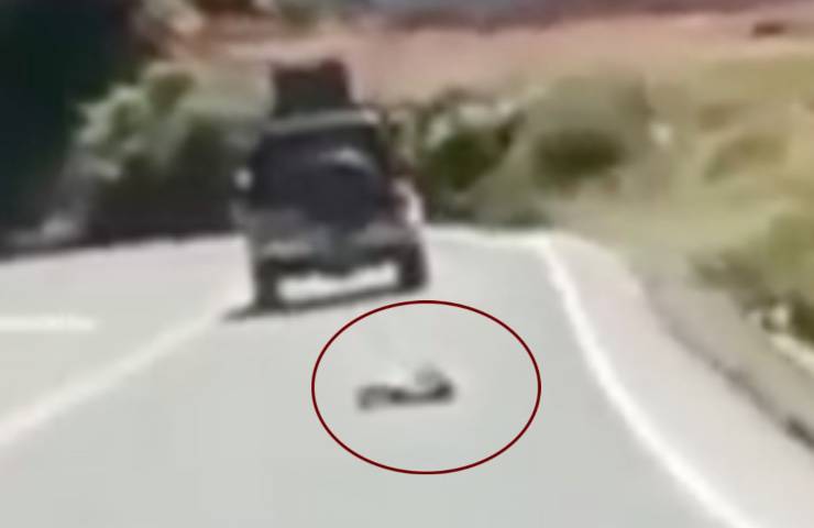 perro abandonado cae asfalto 