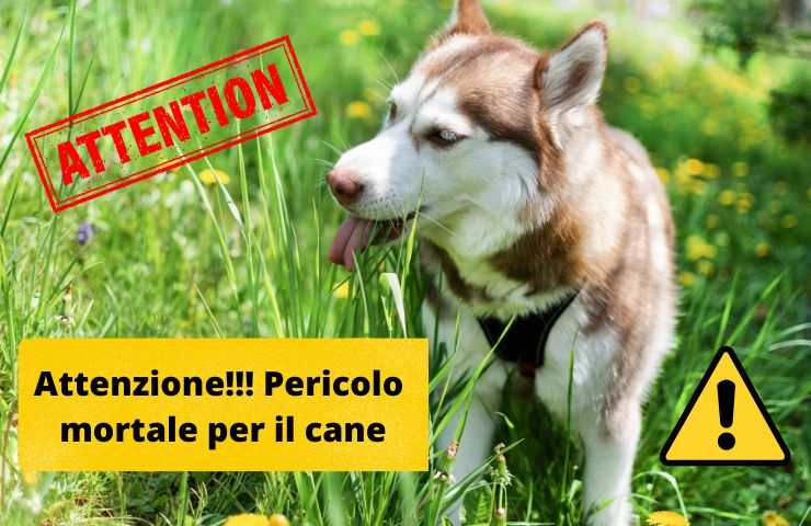 Cane a contatto con un pericolo