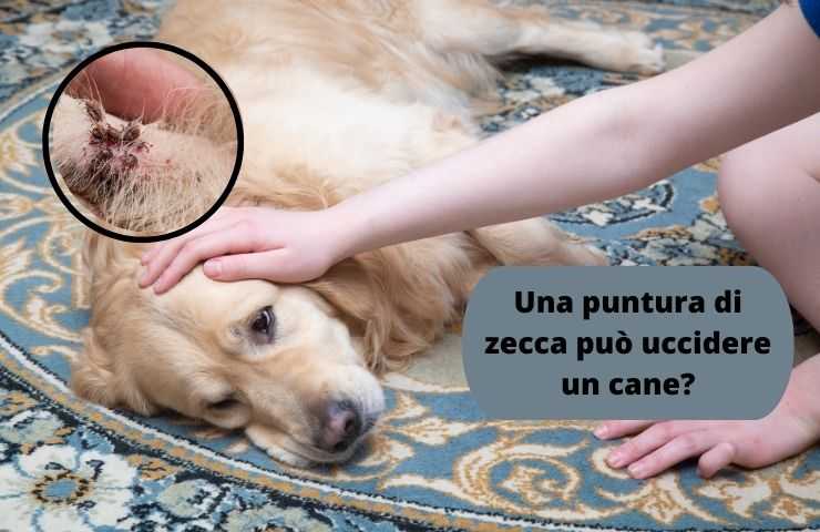 Cane può morire a causa della zecca