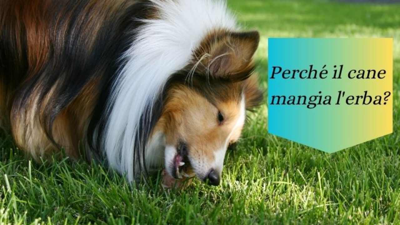 Il cane mangia l'erba perché questo vizio e quali sono le piante