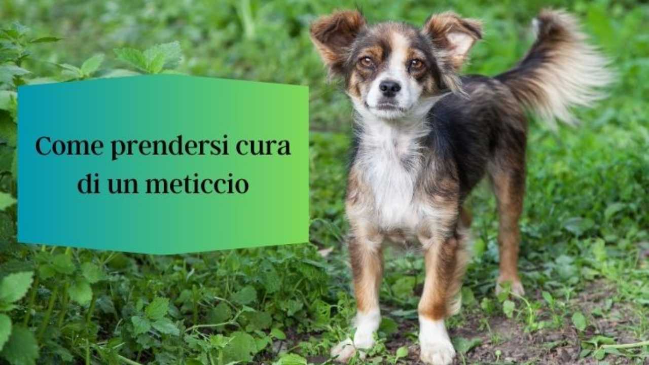 Cane di razza mista