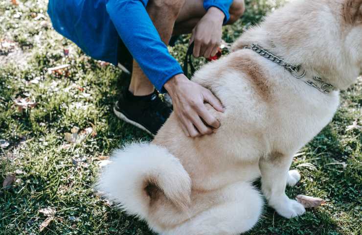 Cane nel prato 